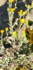 Grindelia hirsutula
