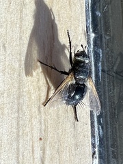 Tachininae