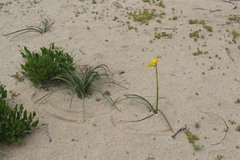 Zephyranthes bagnoldii