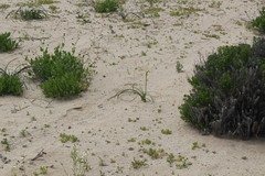 Zephyranthes bagnoldii