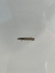 Agriphila vulgivagellus