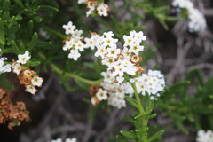 Heliotropium floridum