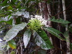 Pavetta australiensis