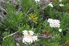 Heliotropium floridum