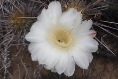 Trichocereus deserticola