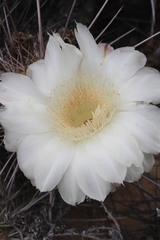 Trichocereus deserticola