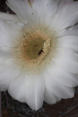 Trichocereus deserticola