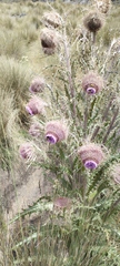Cirsium nivale
