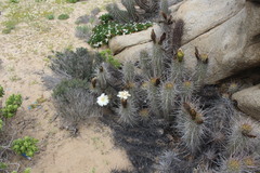 Trichocereus deserticola