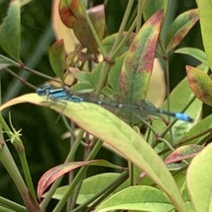 Austroagrion watsoni