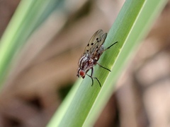 Anthomyia punctipennis