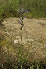 Lobelia gruina