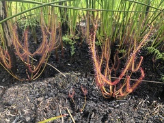 Drosera binata