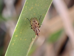 Anthomyia punctipennis