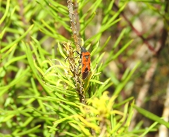 Lygaeus reclivatus