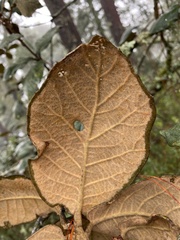 Quercus crassifolia