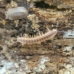Pseudopolydesmus