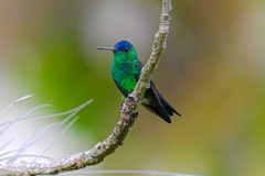 Saucerottia cyanifrons