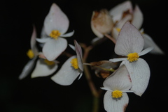 Begonia