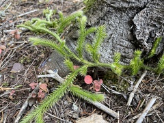 Lycopodiaceae