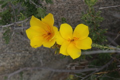 Balbisia peduncularis