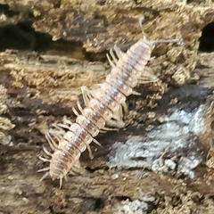 Pseudopolydesmus