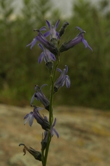 Lobelia gruina