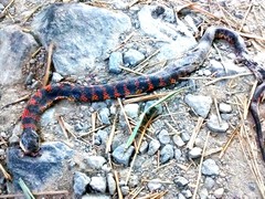 Erythrolamprus epinephalus pseudocobella