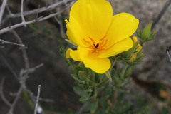 Balbisia peduncularis