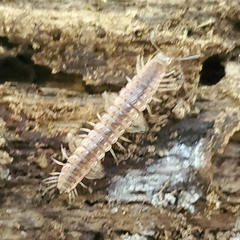 Pseudopolydesmus