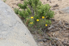 Balbisia peduncularis