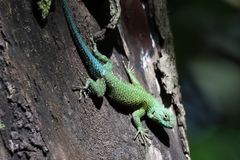Sceloporus malachiticus