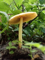 Bolbitius