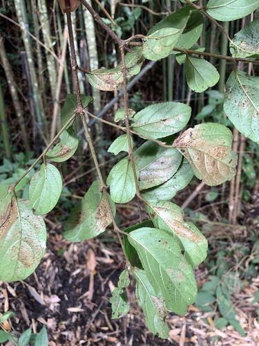 Viburnum suspensum