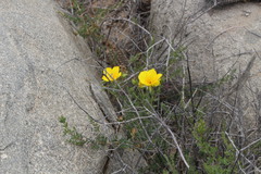 Balbisia peduncularis