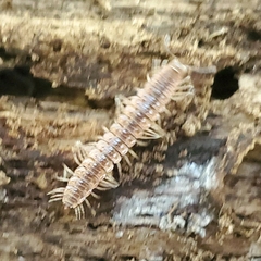 Pseudopolydesmus