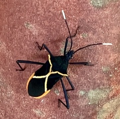 Leptoscelis conspicuus