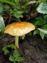 Bolbitius