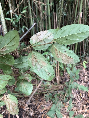 Viburnum suspensum