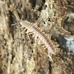 Pseudopolydesmus