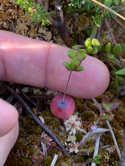 Vaccinium oxycoccos