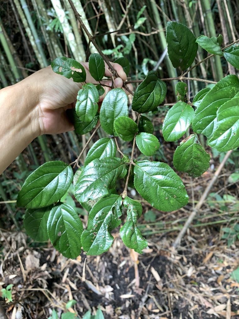 Viburnum suspensum, 尖石馬美-李棟山道路
