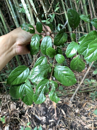 Viburnum suspensum