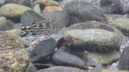 Cross-barred grant (Mesopristes cancellatus) — Terapontidae — 3