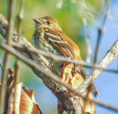 Myiophobus fasciatus