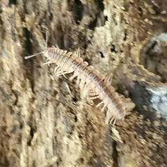 Pseudopolydesmus