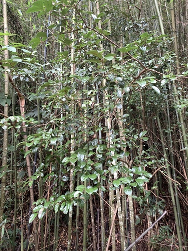 Viburnum suspensum
