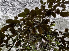 Quercus crassifolia