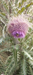 Cirsium nivale
