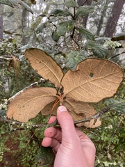 Quercus crassifolia